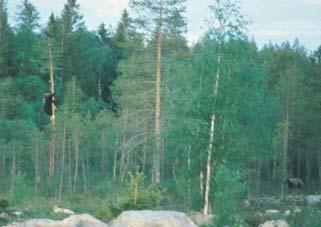 Sekundära effekter av jakt Infanticid Ökar med ökat antal skjutna äldre hanbjörnar Spridning Täta stammar låg spridning Honor korta spridningsavstånd Små honor -> små ungar Honor skyddade med ungarna