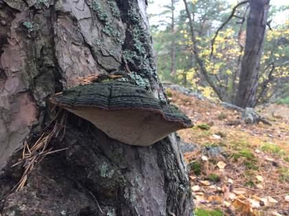 NVI i Ryssbergen ") Teckenförklaring Inventeringsområde Naturvärdesobjekt 1 Högsta naturvärde 2 Högt naturvärde 3 Påtagligt naturvärde 4 Visst naturvärde Ej naturvärde Naturvårdsarter #*