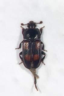 borealis, trädsvampbaggen Tripla rufipes, matt blombagge Ischnomera cinerascens (figur 8), plattad