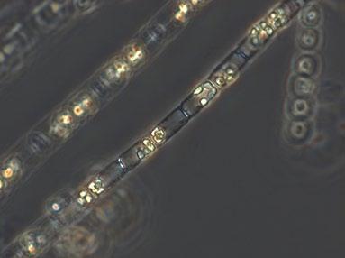 Växtplankton Per Olsson Eftersom växtplankton innehåller klorofyll, utgör klorofyllhalten ett grovt mått på mängden växtplankton i vattnet.