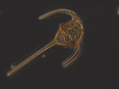 I september ökade artantalet något med en antydan till en kiselalgsblomning, f.f.a. med Cerataulina pelagica men även dinoflagellater av släktet Ceratium (Fig. 3).