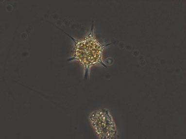 FIGUR. Den potentiellt giftiga kiselflagellaten Dictyocha speculum. Omräkningen till kol har utförts med litteraturvärden för respektive art och får därmed anses vara något approximativa. Nytt fr.o.m. är att även biovolymen beräknas för att kunna användas för klassing enligt den nya bedömningsgrunden NFS :1.
