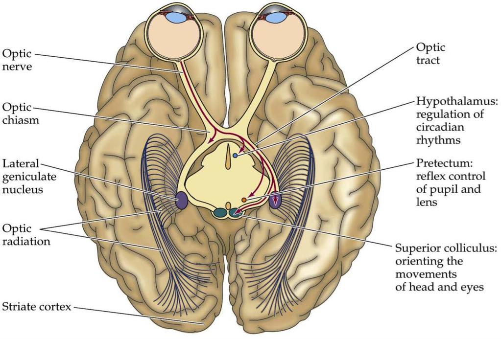 Neurologiska tillstånd med fotofobi Intraorbitala och intrakraniella tillstånd Synnerv