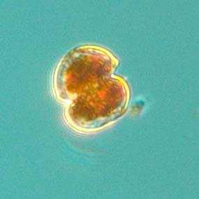 Figur 3. Karlodinium micrum förekom i relativt höga antal under året.