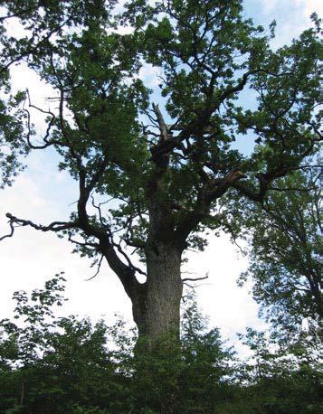 42 4922 Trädet har förlorat 25-50 % av den ursprungliga 60 % av den befintliga kronan består av levande Trädet skjuter skott från Trädet är beskuggat från två sidor.