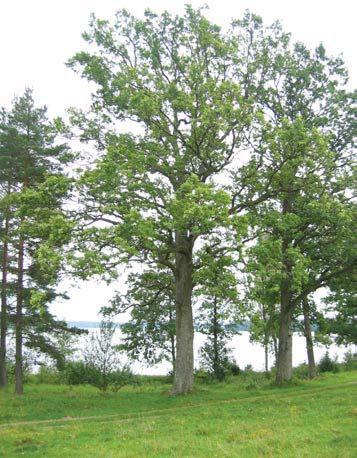 59 5015 Trädet har förlorat mer än 75 % av den ursprungliga 80 % av den befintliga kronan består av levande Trädet skjuter skott från Trädet är beskuggat från en sida. Stig ligger nära.