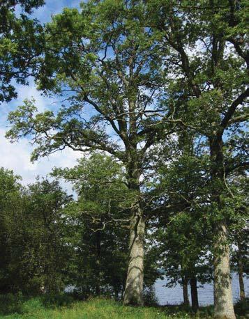 60 5004 Trädet har förlorat 50-75 % av den ursprungliga 60 % av den befintliga kronan består av levande Trädet skjuter skott från Trädet är beskuggat från två sidor. Trädet ligger nära en stig.