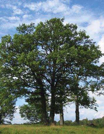 61 4980 Trädet har förlorat mer än 75 % av den ursprungliga 80 % av den befintliga kronan består av levande Trädet skjuter skott från stammen och Trädet är beskuggat från en sida.