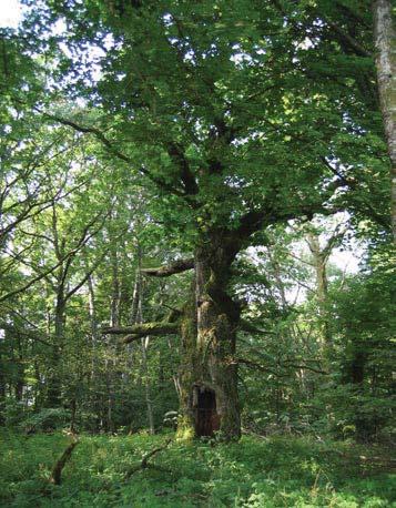 75 4933 Trädet har förlorat mer än 75 % av den ursprungliga 70 % av den befintliga kronan består av levande Trädet skjuter skott från stammen och Trädet är beskuggat från alla sidor.