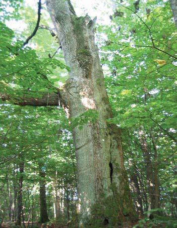 76 4931 Trädet har förlorat 25-50 % av den ursprungliga 30 % av den befintliga kronan består av levande Trädet skjuter skott från Trädet är beskuggat från två sidar samt ovanifrån. Barken är skadd.