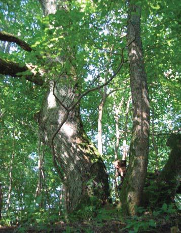 78 4930 Trädet har förlorat 50-75 % av den ursprungliga 70 % av den befintliga kronan består av levande Trädet skjuter skott från både basen och Trädet är beskuggat från två sidar samt ovanifrån.