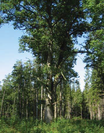81 5051 Trädet har förlorat 50-75 % av den ursprungliga 70 % av den befintliga kronan består av levande Trädet skjuter skott från stammen och Trädet är beskuggat från en sida.