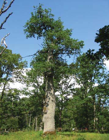 89 5080 Trädet har förlorat 25-50 % av den ursprungliga 60 % av den befintliga kronan består av levande Trädet skjuter skott från Trädet är ej beskuggat.