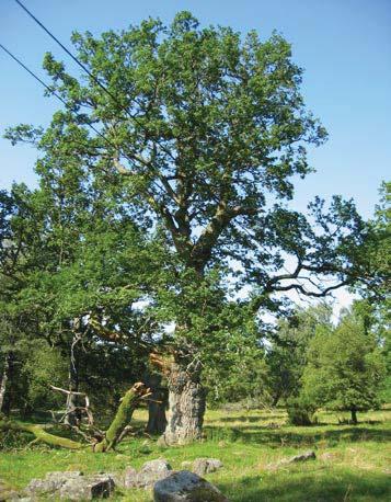 101 4990 Trädet har förlorat 50-75 % av den ursprungliga 60 % av den befintliga kronan består av levande Trädet skjuter skott från Trädet är beskuggat från en sida.