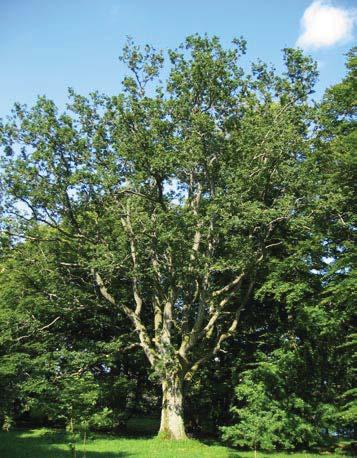 103 4996 Trädet har förlorat 50-75 % av den ursprungliga 60 % av den befintliga kronan består av levande Trädet skjuter skott från Förmåga till övervallning bedöms vara ganska bra.