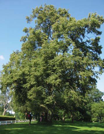 104 4964 Trädet har förlorat 50-75 % av den ursprungliga 80 % av den befintliga kronan består av levande Trädet skjuter skott från basen, stammen och Förmåga till övervallning bedöms vara ganska bra.