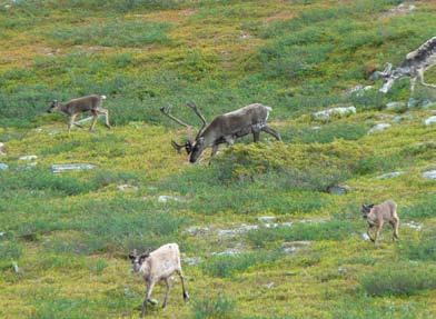 Nyhetsbrev Nr 1-2010 Inventeringar och utbildningar Barmarksinventering av varg med DNA-analys har ett regeringsuppdrag att utveckla metoder för barmarksinventering av varg.