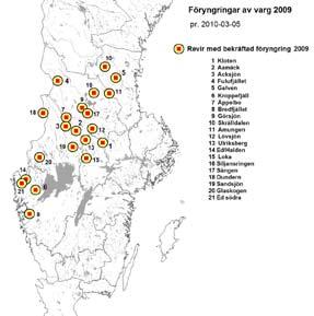 Vargrapport Preliminär rapport över stationär vargförekomst i Sverige säsongen 2009/10, per 2010-03-05 I föreliggande lägesrapport redovisar en preliminär sammanställning över länsstyrelsernas