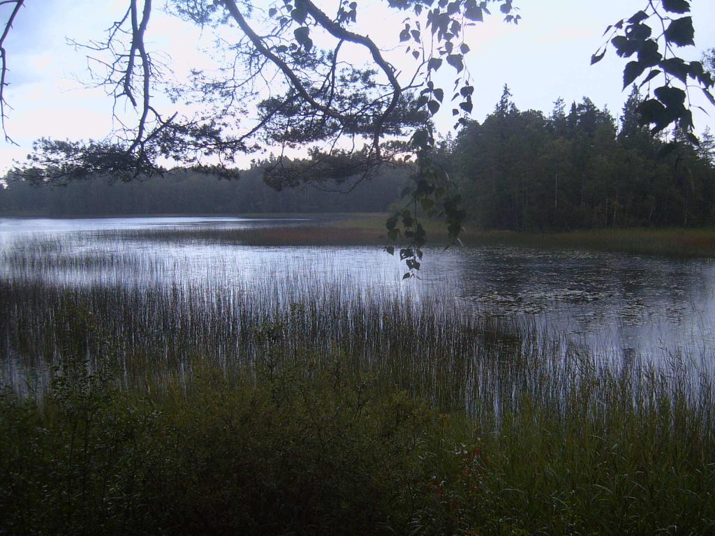 Vattenvegetationen består av gul och vit näckros, säv, bladvass, gäddnate, fräken och vattenklöver. På grundare områden växer säv, näckrosor och nate i täta bestånd.