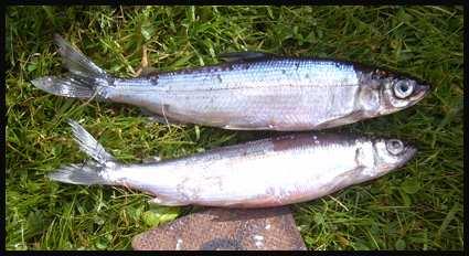 Betydelsefulla faktorer för hur fisken fördelar sig i en sjö är även strändernas utseende med avseende på topografi, bottensubstrat, exponeringsgrad och vegetationsförhållanden.