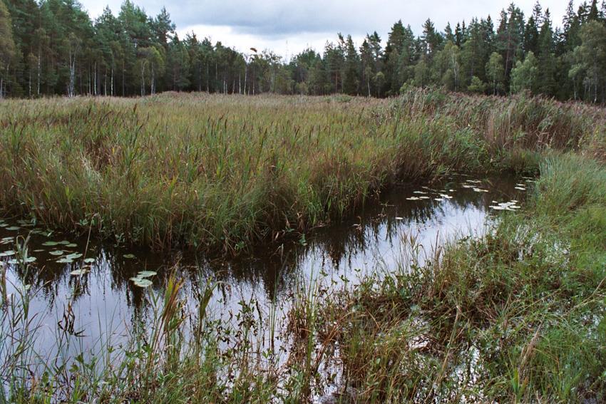 Våtmarker lämpliga att kalka -