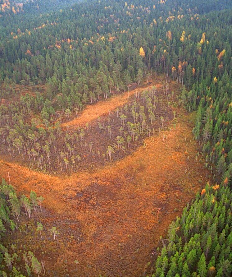 Mossen är olämplig Kalkning av mossar ger svaga vattenkemiska effekter och lågt