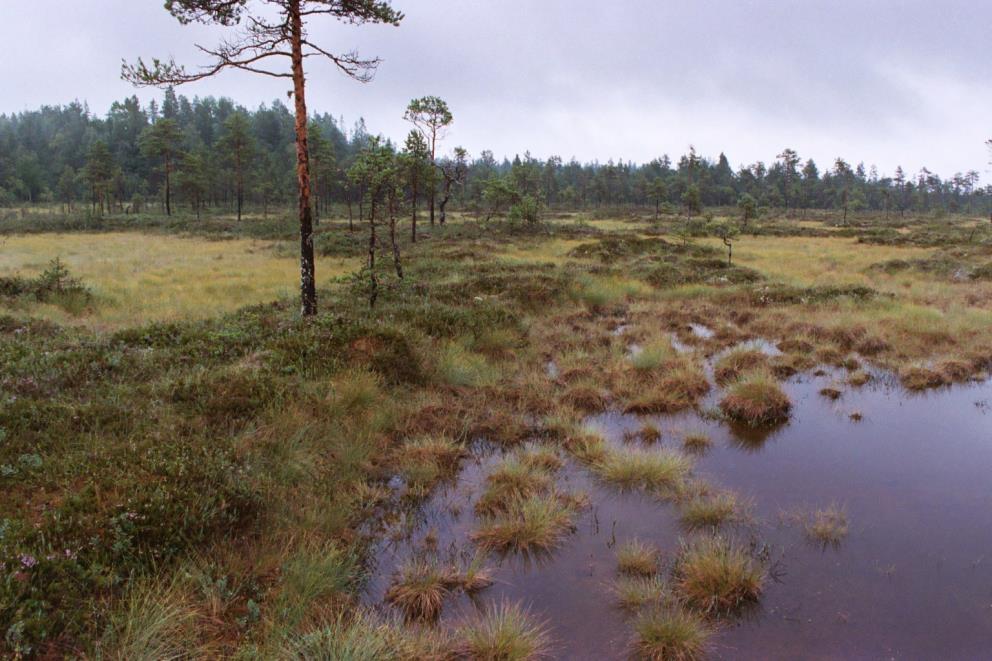 Undvik kalkning av blandmyrar Blandmyren utgörs av både kärr och mosse (strängblandmyr eller öblandmyr).