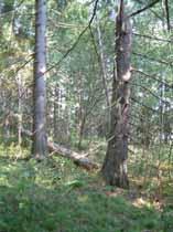 Smissören: 8 Areal: 1,7 ha Smissören är bevuxen med en blandskog dominerad av tall med inslag av gran, ek och björk.