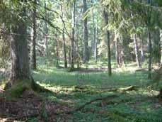 Trännöhalsens centrala del: 1b Areal: 3,8 ha Här finns en mycket bördig granskogssänka bevuxen med gammal grov gran, enstaka ekar, alar och någon alm. Mot söder avgränsas området av en nordvänd brant.