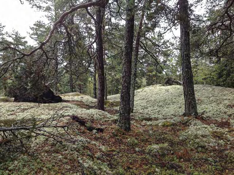 Naturvärdesbedömning Figur 3. Typisk hällmarkstallskog med glesa bestånd av senvuxen tall. På en av tallarna växer tallticka en bit upp i kronan. Område 5.