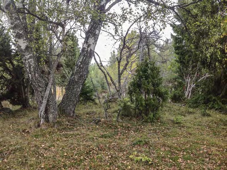 Naturvärdesbedömning Ersätt Ersätt med med sidhuvud Figur 6. Hagmarksrest som utgörs av torrbacke med gammal björk och enbuskar.