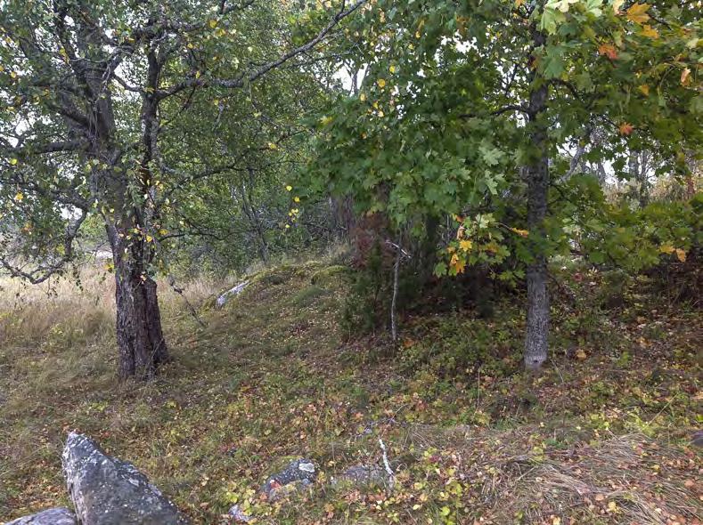 Naturvärdesbedömning Naturvärdesklass 4, visst naturvärde Område 49 73 utgörs av åkerholmar med inslag vissa inslag av hävdgynnad flora och/eller äldre hagmarksträd samt brynmiljöer.