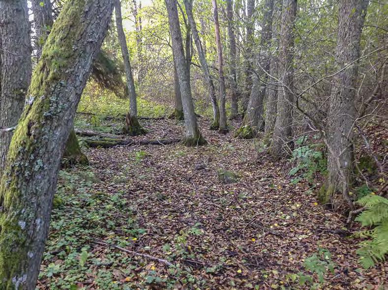 Känslighetsbedömning Naturvärdenas känslighet för exploatering En stor del av de utpekade naturvärdena är knutna till trädbärande marker och enskilda träd vilket gör att avverkning av skog och