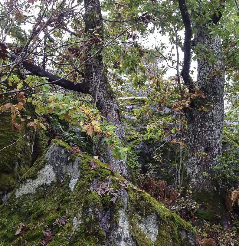 Naturvärdesbedömning Figur 1. Inslaget av vidkroniga ekar vittnar om ett tidigare öppnare landskap. Här en senvuxen ek intill en hällmark, område 7.