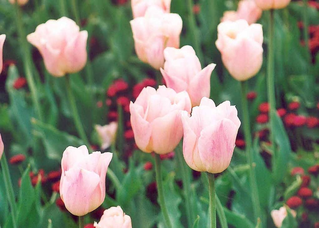 Bellis habanera Tulipa