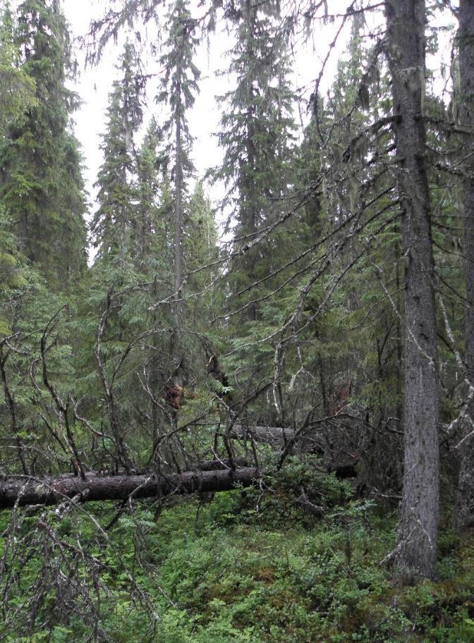 Skötselområde A Hänglavsrik barrnaturskog med inslag av sumpskog (10 hektar) Beskrivning Skötselområdet utgörs av hänglavs- och vedsvampsrik grandominerad barrnaturskog samt sumpskog med tillhörande