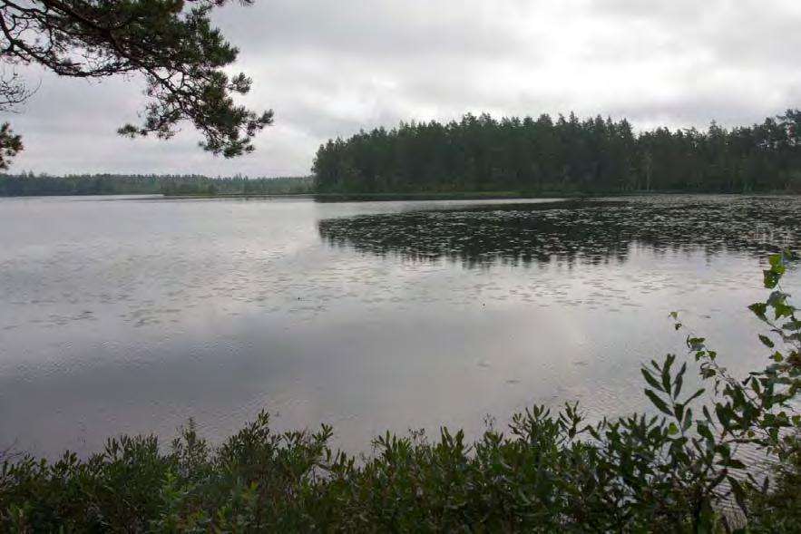 Bakgrund Figur 32. Tängsjön vid provfisket 21. Flytbladsvegetation i form av näckrosor var vanligt förekommande i delar av sjön.