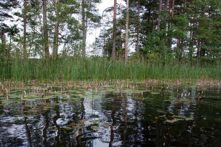 Bakgrund Figur 41. Käringasjön har en rik makrofytvegetation i sina grundare delar. OMRÅDESBESKRIVNING Käringasjön ingår i Lagans vattensystem och är belägen 3,5 km nordost om Vaggeryd.