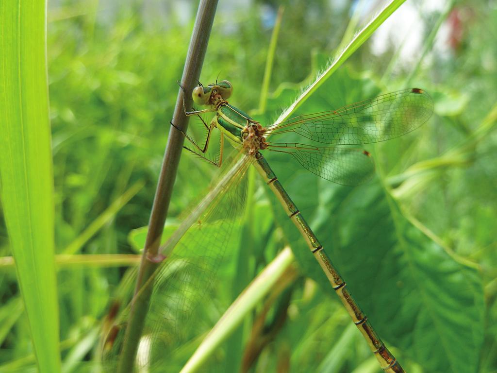 Figur 4. En ung, fräsch hona av vandrande smaragdflickslända Lestes barbarus i Ottenby fyrträdgård, Öl i juli 2011.