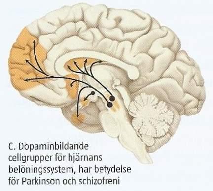 Dopaminsystem Nigro-striatala dopaminsystemet: har betydelse för