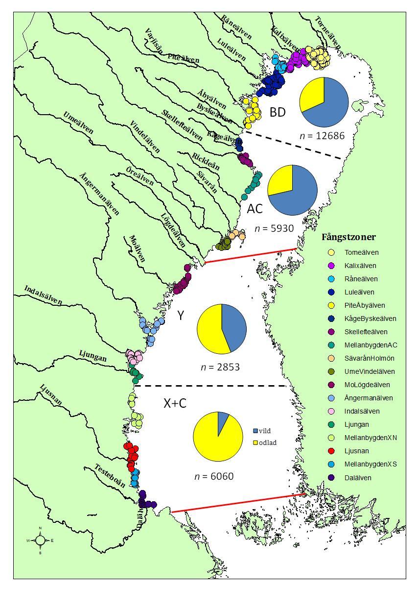 Figur 2. Fördelning av vild (blå tårtbit) och odlad (gul tårtbit) lax fångad längs kusten 2013 per län (pajdiagram).