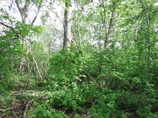 19. Objekt 13 är en lövskogslund med inslag av grova träd. 14 Barrnaturskog vid Lommaren Beskrivning: Grandominerad skog på den delvis branta sluttningen ner till Lommaren.