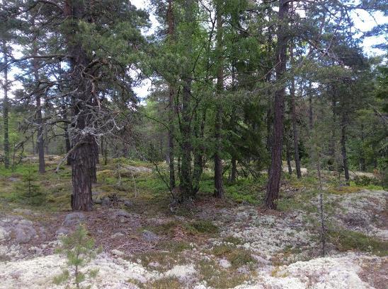 21. Hällmarksskog i objekt 15. 16 Kalkbarrskog söder om Nordroberget Beskrivning: Grandominerad barrnaturskog som är flerskiktad och har en åldersspridning i trädskiktet.