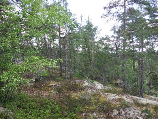 23. Objekt 17 utgörs av hällmarksskog vid Skansberget. 18 Hällmarkstallskog väster om skjutbanan Beskrivning: Hällmarkstallskog på en kulle. Bland tallarna växer enstaka björkar och enar.