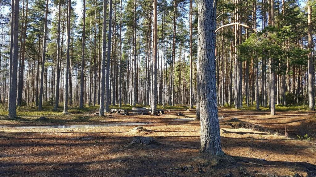 Naturtomter Vi sparar så mycket som möjligt av vegetationen genom att anpassa bebyggelsen efter terrängen.