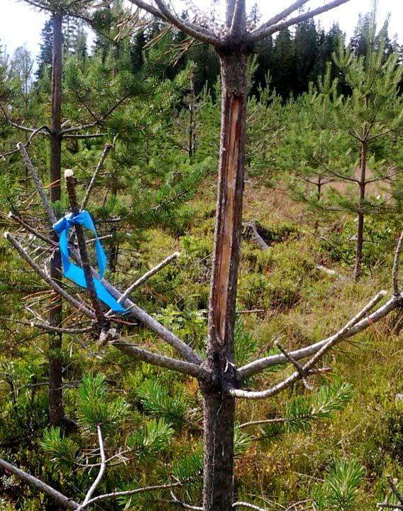 ÄBIN 2013 Norrbotten ÄFO 1, 2 och 6 Beställare: Skogsbruket