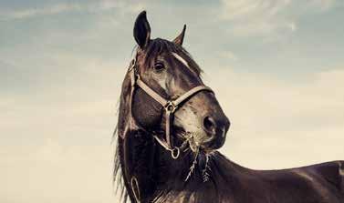 SOLVALLA DISTANS STAT BANKOD 0 m 0: 0 TIO MON IDOLE 0:, L, AM 00,fux v.
