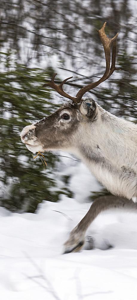 Aldrig förr har vi fått ner hjorden så snabbt som i år. Värre är det för grannbyn.