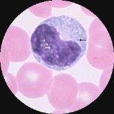 Monocyter Utmognar snabbt i benmärg, 2-3 dagar Blir högspecialiserade beroende på i vilken vävnad de råkar hamna Livslängden varierar kraftigt Ingen förmåga att dela sig men kan bilda jätteceller