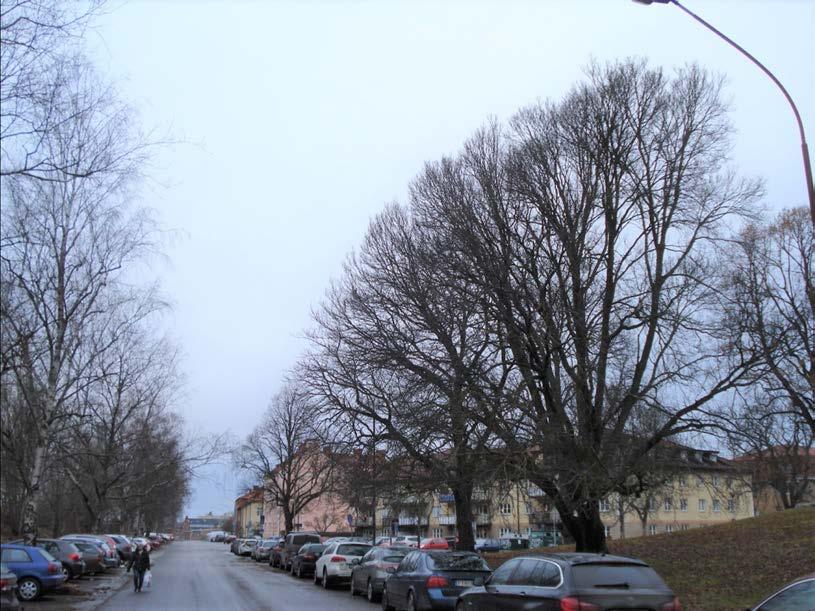 Trädinventering vid Gredbyvägen/Rinmansparken, Eskilstuna december 2016 & mars 2017